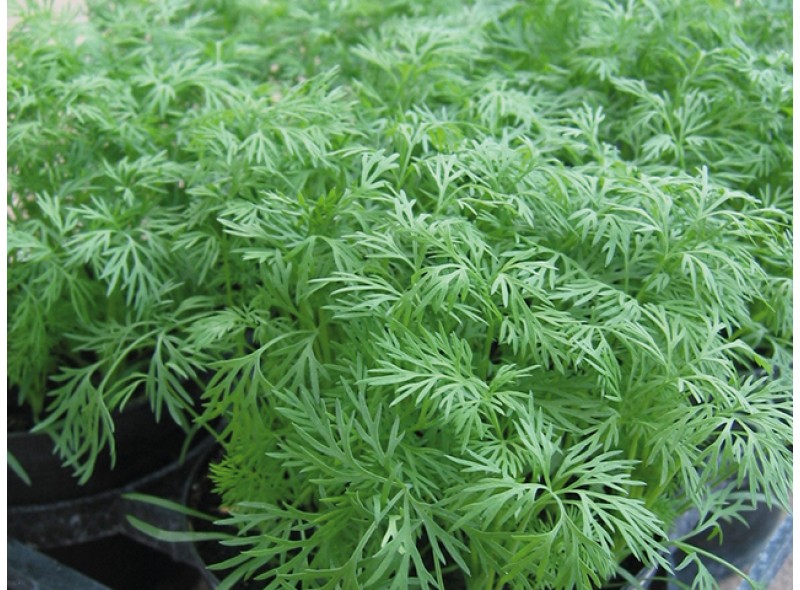 Семена укропа Ерли Тетра (0,5кг), Libra Seeds (Erste Zaden) Семена укропа Ерли Тетра (0,5кг), Libra Seeds (Erste Zaden)